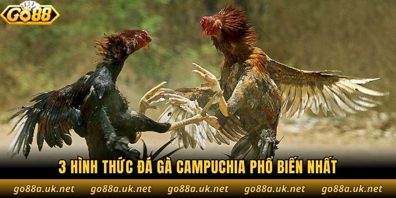 3 hình thức đá gà Campuchia phổ biến nhất