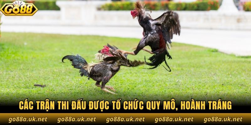 Các trận thi đấu được tổ chức quy mô, hoành tráng