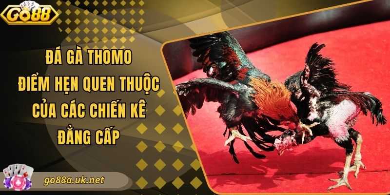 Đá Gà Thomo - Điểm Hẹn Quen Thuộc Của Các Chiến Kê Đẳng Cấp