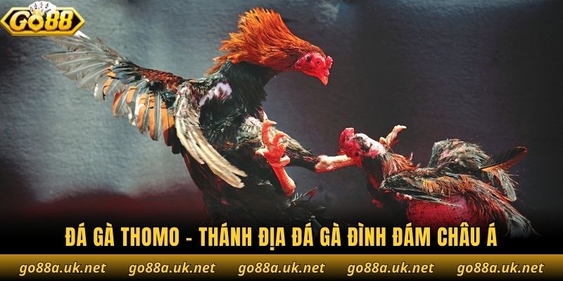 Đá gà Thomo - Thánh địa đá gà đình đám châu Á