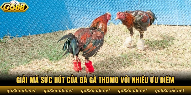Giải mã sức hút của đá gà Thomo với nhiều ưu điểm