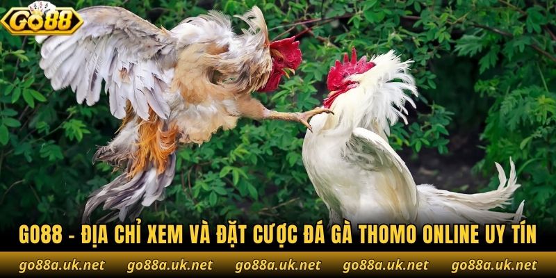 Go88 - Địa chỉ xem và đặt cược đá gà Thomo online uy tín