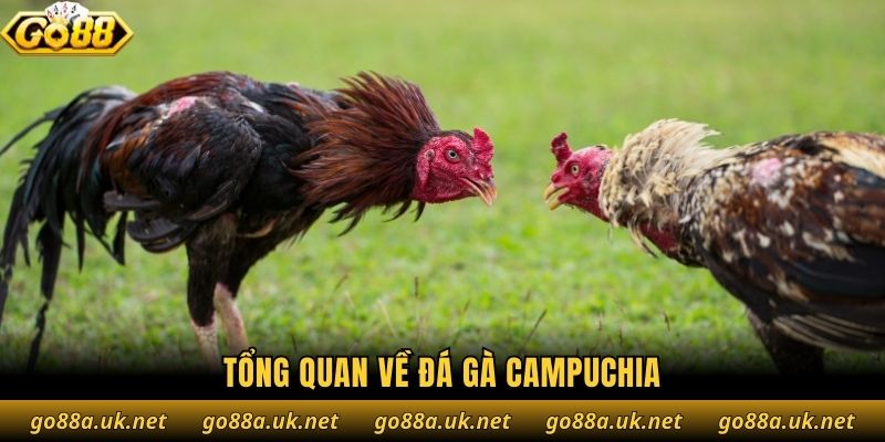 Tổng quan về đá gà Campuchia